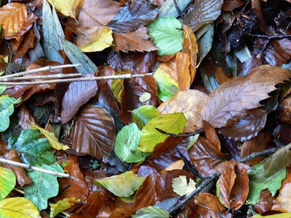 Bois des moutiers fall 2012 (59)